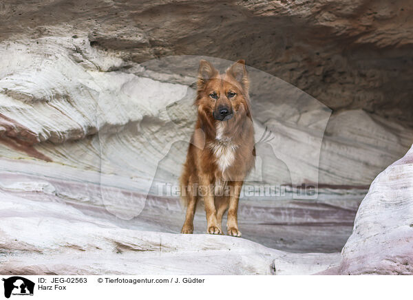 Harz Fox / JEG-02563