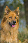 Harz Fox Portrait