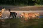 2 dogs