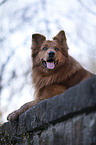 Harzer Fox in the Summer