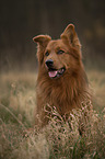 Harzer Fox