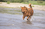 Harzer Fox