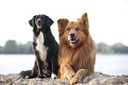 Harzer Fox with mongrel