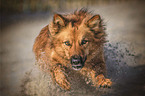 Harz Fox in the water