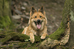 lying Harz Fox