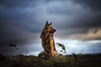 sitting Harz Fox
