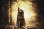 sitting Harz Fox