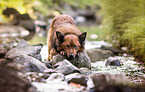 lying Harz Fox