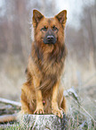 Harz Fox