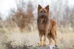 Harz Fox