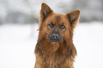 Harz Fox in the winter