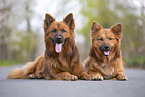 Harz Fox