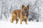 Harz Fox in the winter