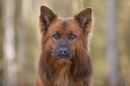 Harz Fox Portrait