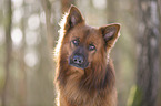 Harz Fox Portrait