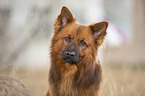 Harz Fox Portrait