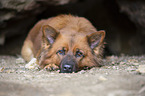 Harz Fox