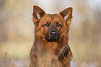 Harz Fox Portrait