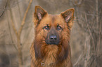 Harz Fox Portrait