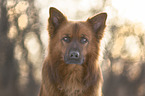 Harz Fox Portrait