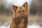 Harz Fox in the winter