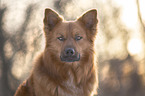Harz Fox Portrait