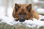 Harz Fox in the winter