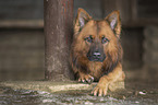Harz Fox