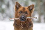 Harz Fox in the winter