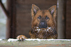 Harz Fox in the winter