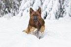 Harz Fox in the winter