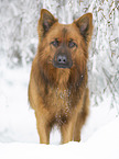 Harz Fox in the winter