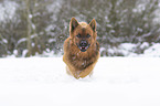 Harz Fox in the winter