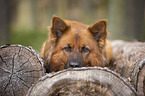 Harz Fox