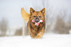 Harz Fox in the winter