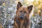 Harz Fox Portrait