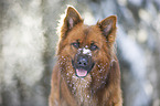 Harz Fox in the winter