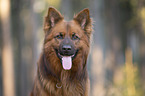 Harz Fox Portrait