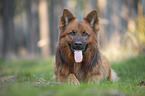 Harz Fox