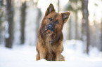Harz Fox in the winter