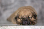 Harz Fox Puppy