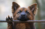Harz Fox