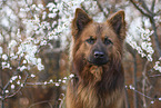 Harz Fox Portrait