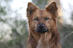 Harz Fox Portrait