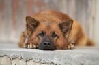 Harz Fox