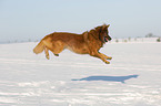 Harz Fox in the winter