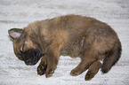 Harz Fox Puppy