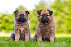 Harz Fox Puppies