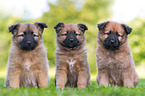 Harz Fox Puppies