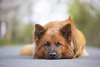 lying Harz Fox